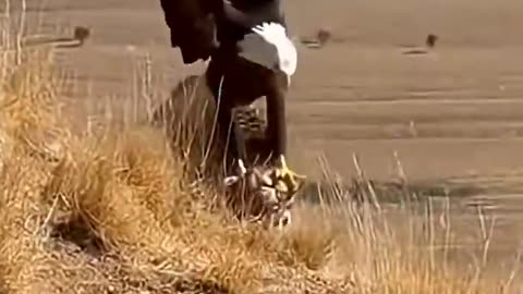 Hawk vs Cheetah