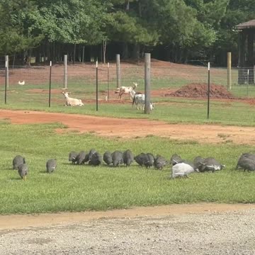 Bug Eating Machines!!!!