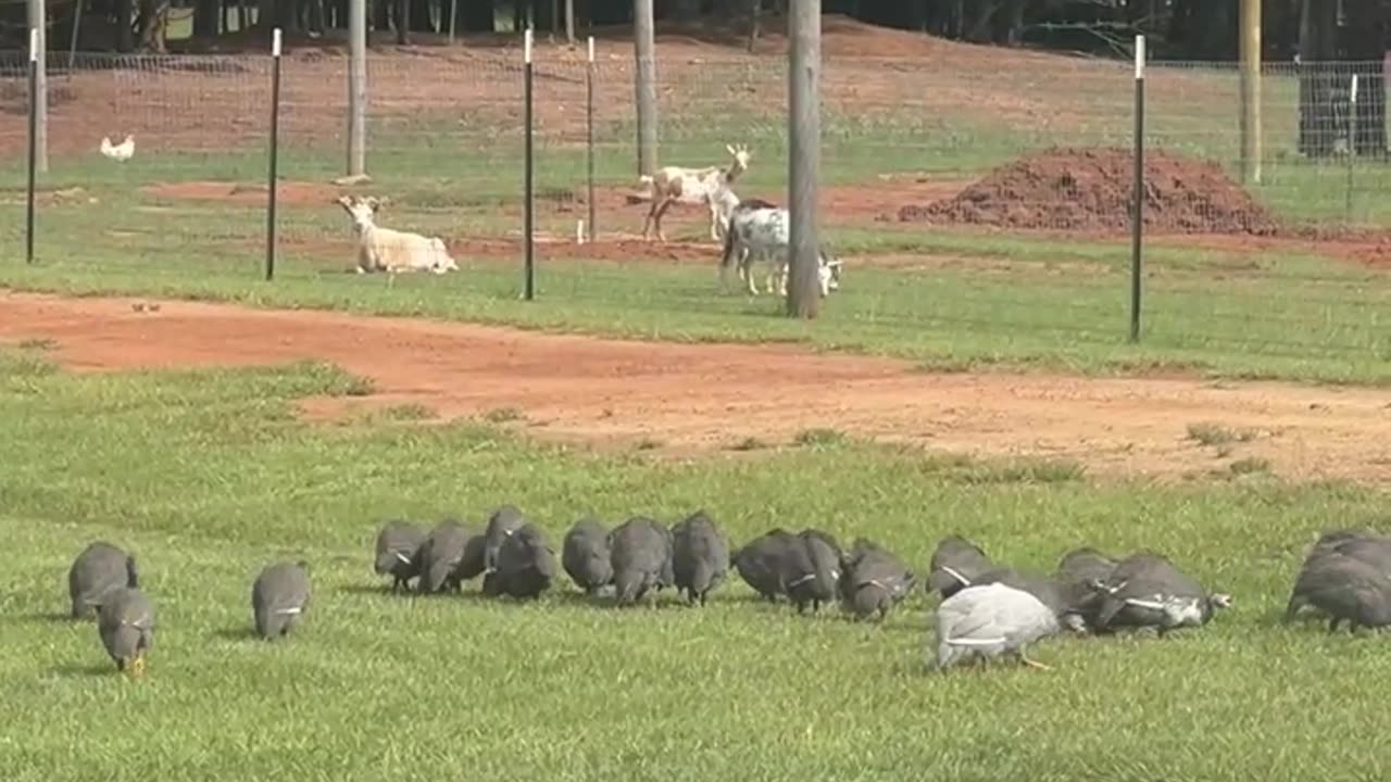 Bug Eating Machines!!!!