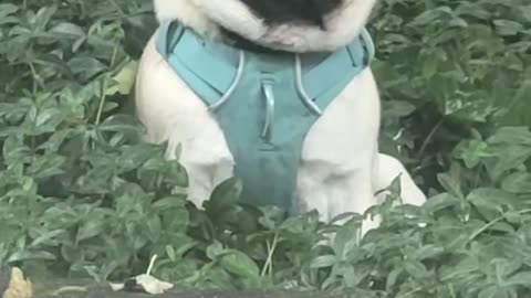 Pug Smiling and Pouting on Command
