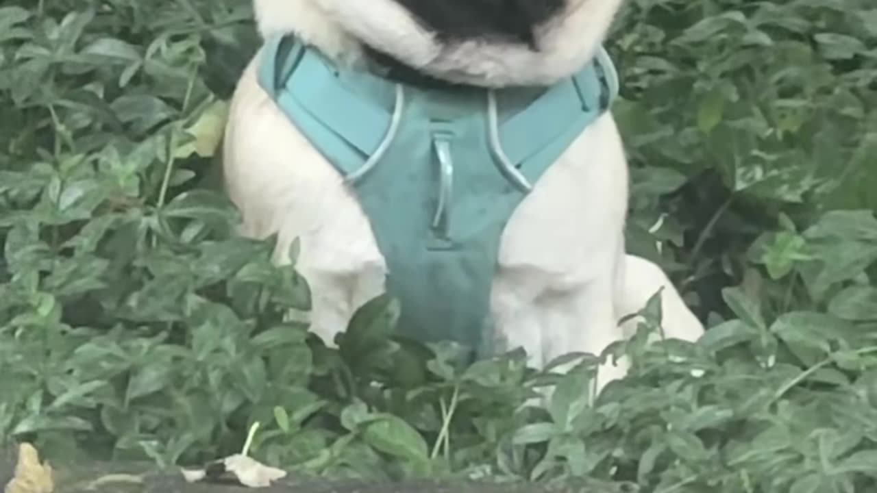 Pug Smiling and Pouting on Command
