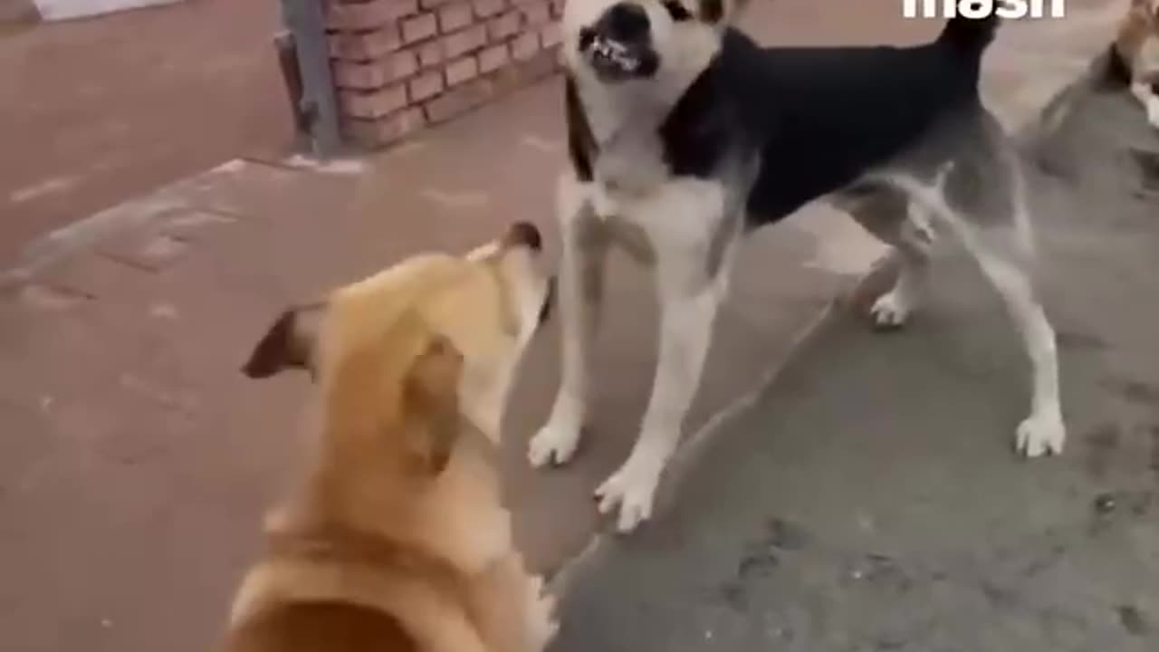 Blessed be the peacemaker 😊