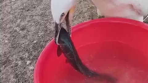How big is this bird's stomach because this is insane ngl.