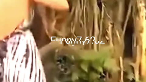 Strange and funny behavior of animals