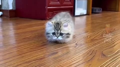 Cat Music