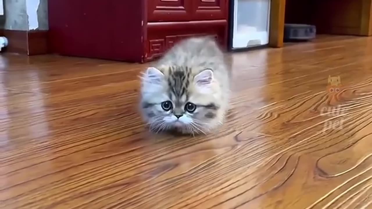Cat Music