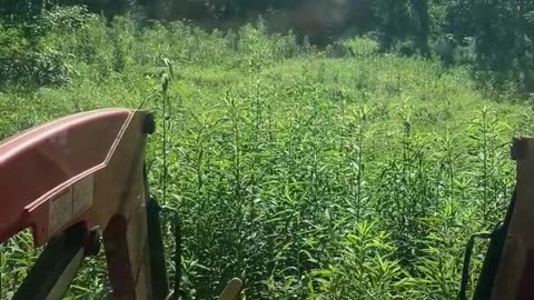 Weed Eating with the Big Lawn Mower