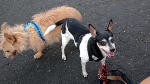 Kiko ChaCha Chiquis doggie walk rest stop midway Chiquis barks@noises every once in a while202598526