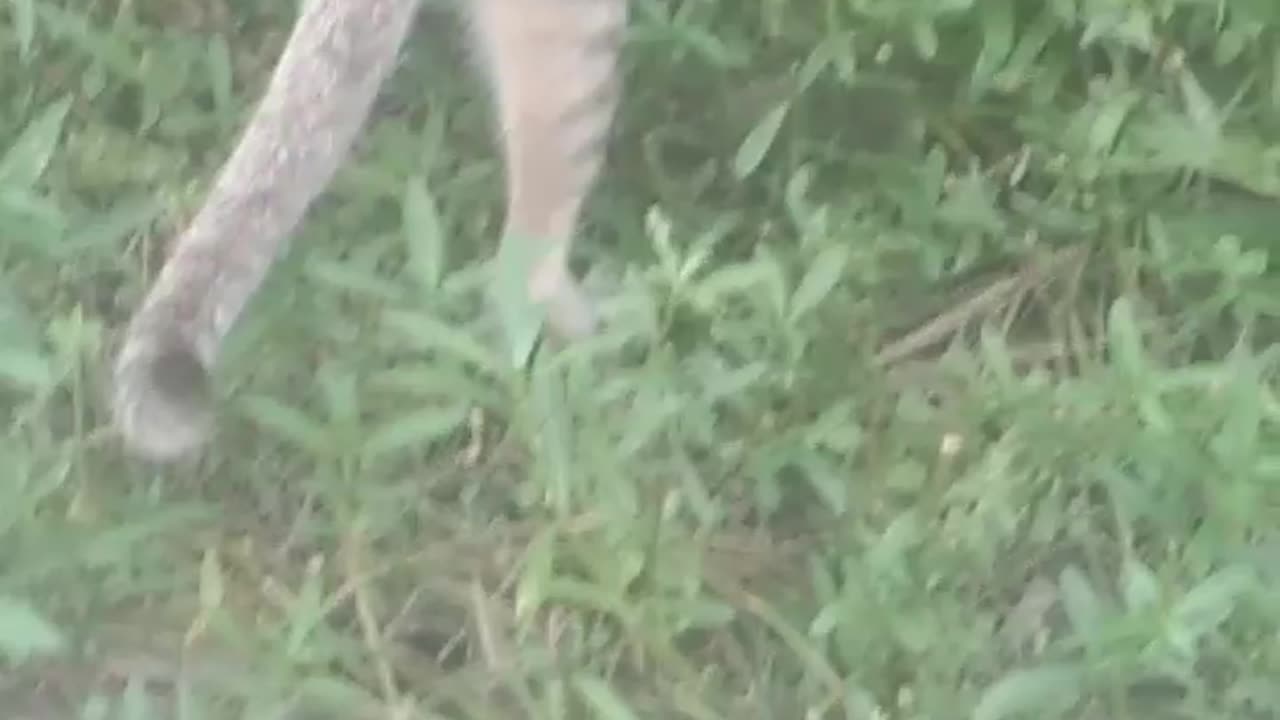 Cat and dog funny
