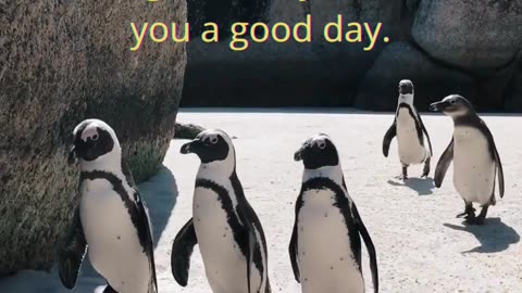 When Penguins Run on the Beach