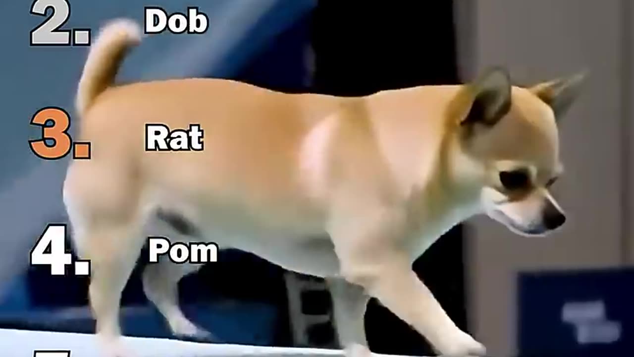 Ai puppy dog
