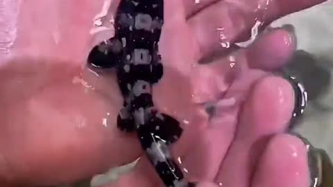 This video is a time-lapse of a man raising a baby shark from an egg.