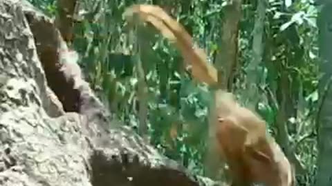 Funny videos
