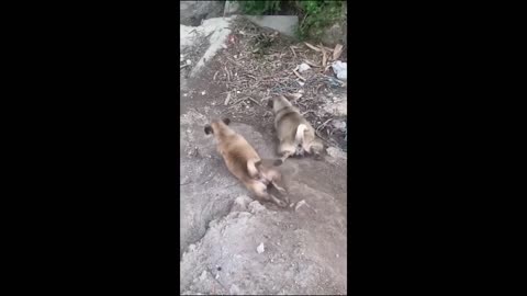 Funny pet animals
