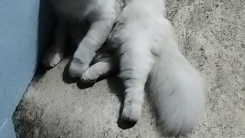 Cat cute funny