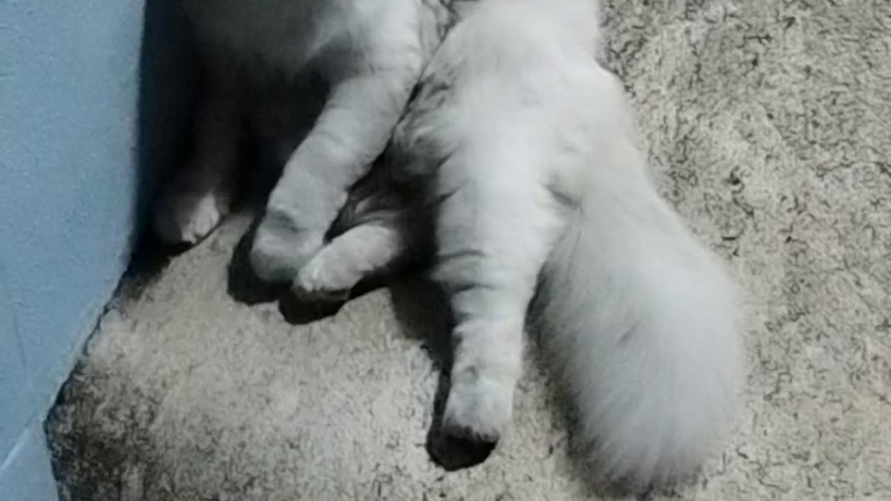 Cat cute funny