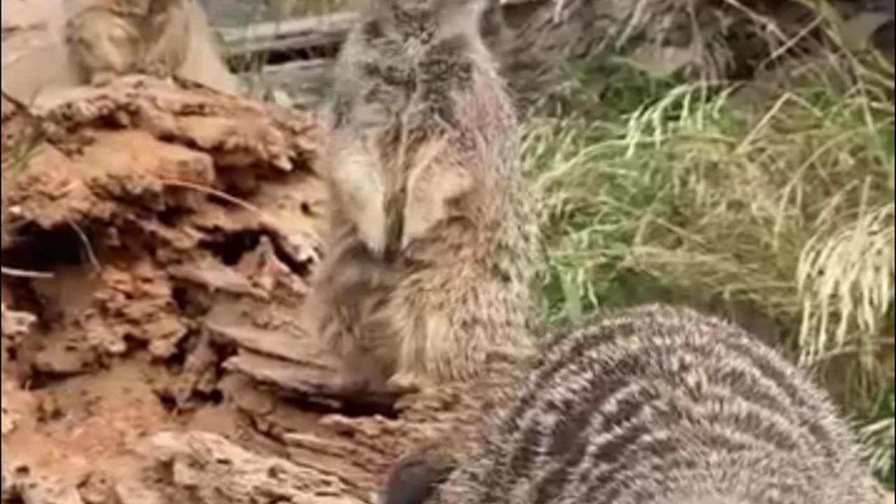 meerkat