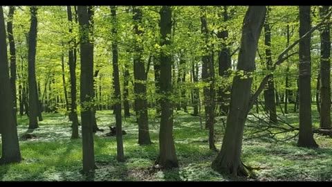 3M TV 🌿 Relax, Chill, Meditation & Sleep | Water Flow, Green Forest & Birds Chirping 🐦