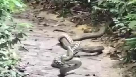 It's a Snake eat Snake 🐍 World's dangerous King Cobra And Python #snake