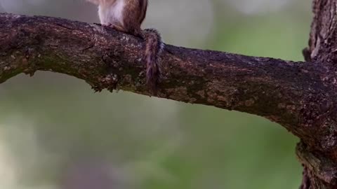 Chipmunk