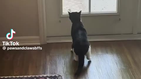 😂🐶 Dog Counts to Two! You Won't Believe How! | FunFM