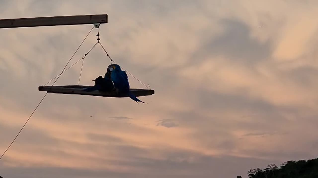 La fundación atiende a loros, guacamayas, pericos y otros animales. // Foto: cortesía