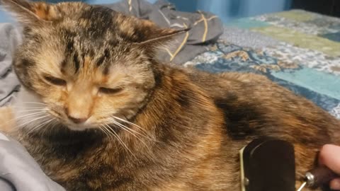 Adorable Cat Gets the Softest Brush Session Ever 🐱✨