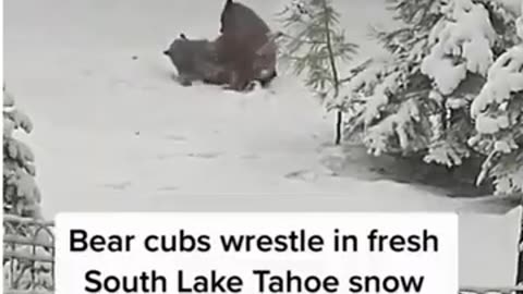 Dogs Cats Bears Snow Play