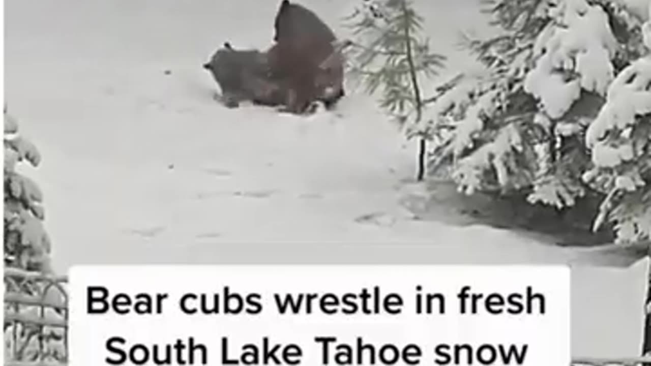 Dogs Cats Bears Snow Play