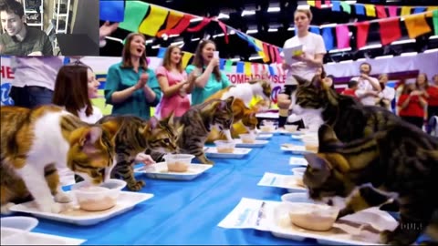The Cats Attempt The Vegan Yogurt Eating Contest Fake Funny Parody Video With Live Commentary