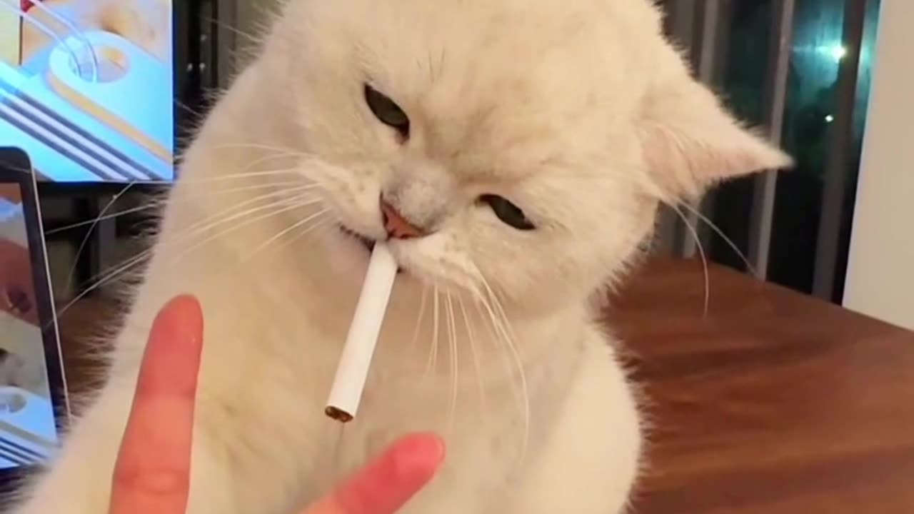 Stylish Cat Taking a Cigarette Like a Pro 😎 | Funny Cat Moments #cat #coolcat #kitten