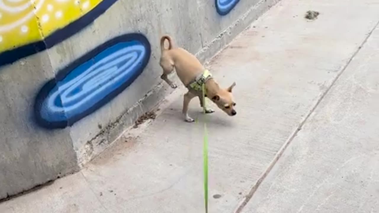 Does your chi do handstands when they pee….?