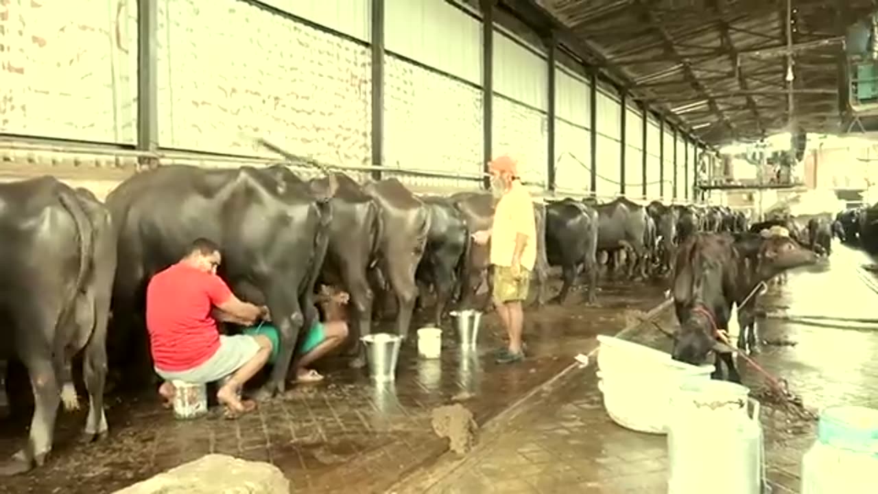 How foreign show India