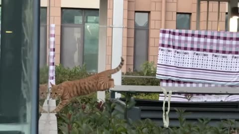 Funniest Dogs and Cats of 2025😼🐶Try Not To Laugh😜