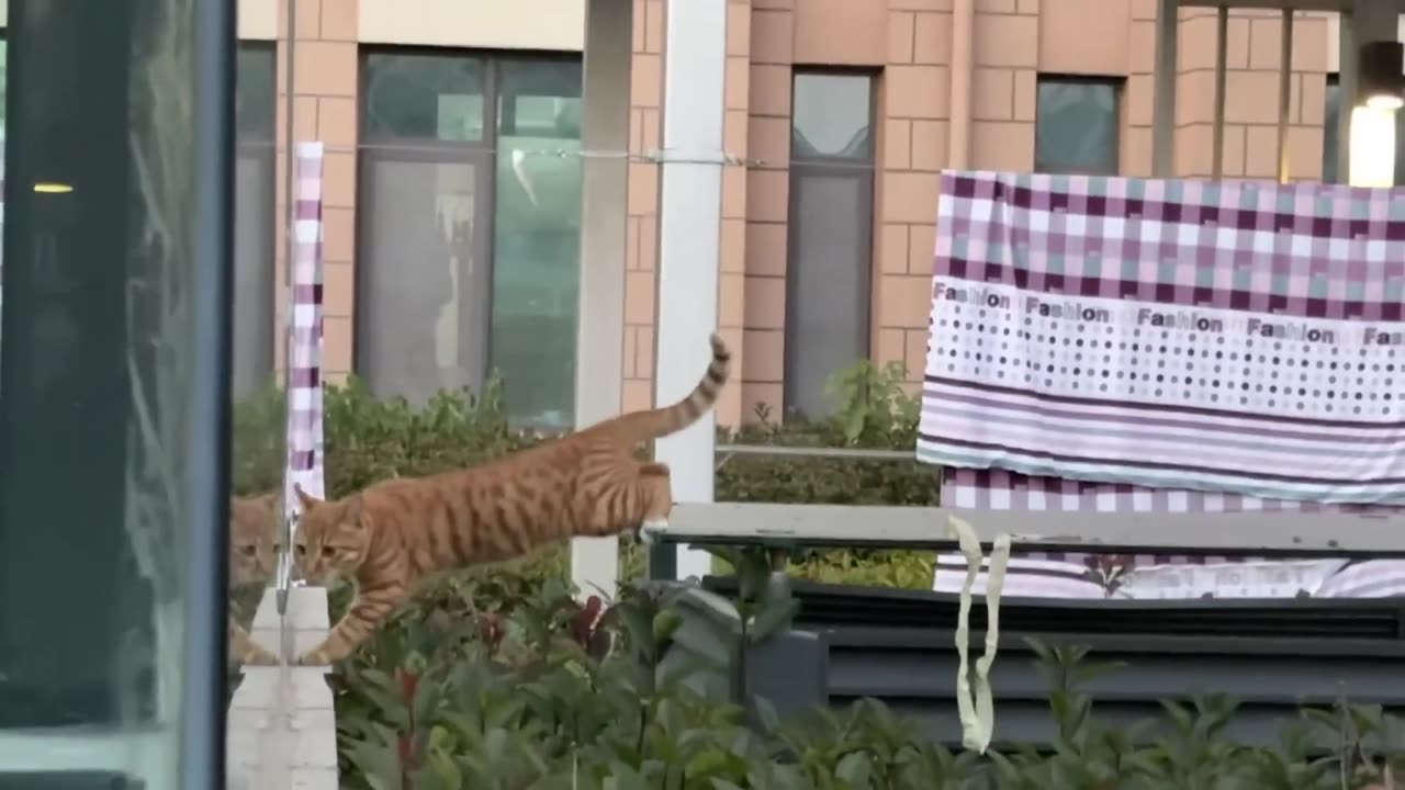 Funniest Dogs and Cats of 2025😼🐶Try Not To Laugh😜