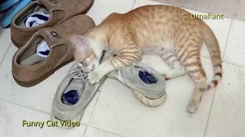 Funny Cats 94-Cat Playing With Hair