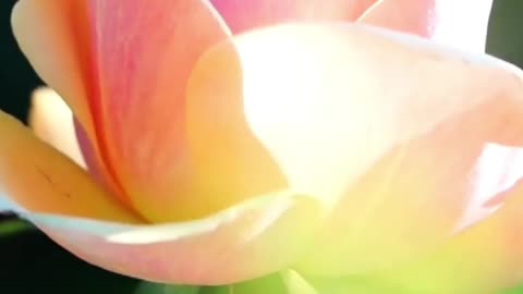 Spread Love and Light