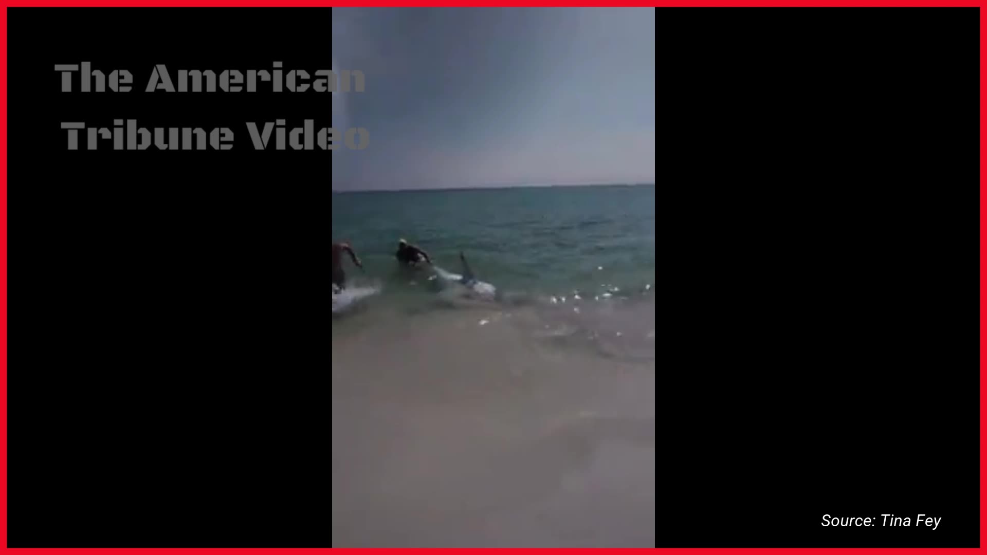 WATCH: Beach-Going Good Samaritan Saves Shark Washed Up on the Shore