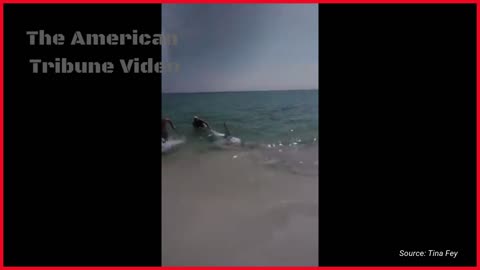 WATCH: Beach-Going Good Samaritan Saves Shark Washed Up on the Shore