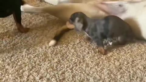 That noise sent me 😭🐾 😂