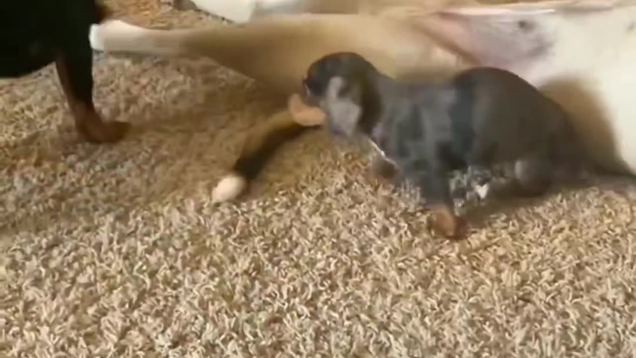 That noise sent me 😭🐾 😂