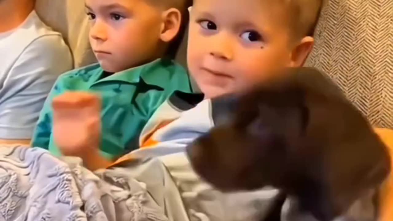 Babies and Doggies