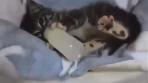 Pavlov’s cat