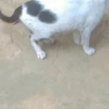 I messed with dogs and cats.