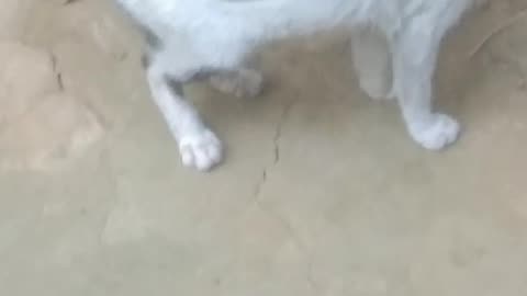 I messed with dogs and cats.