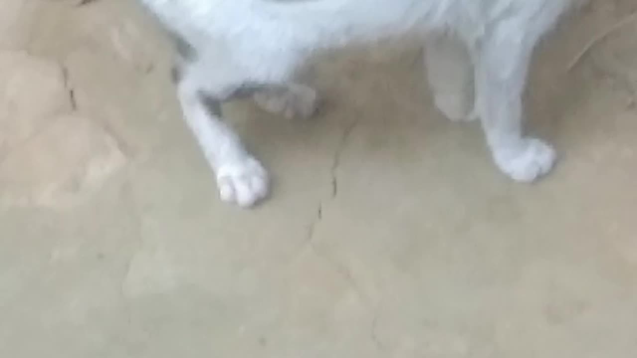 I messed with dogs and cats.