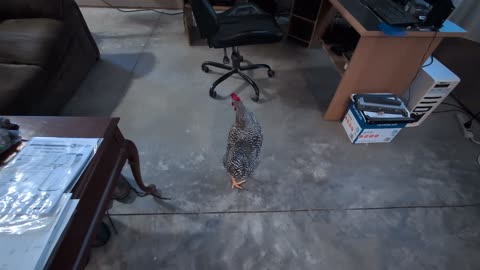 New Roo visit's the house