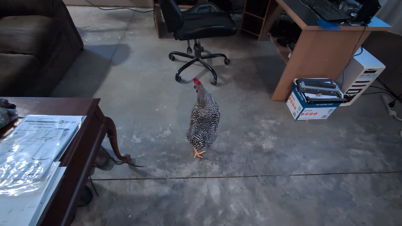 New Roo visit's the house