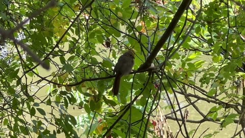 Juvenile Cardinal sounding call for food delivery