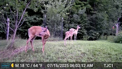 2 Does and a Fawn